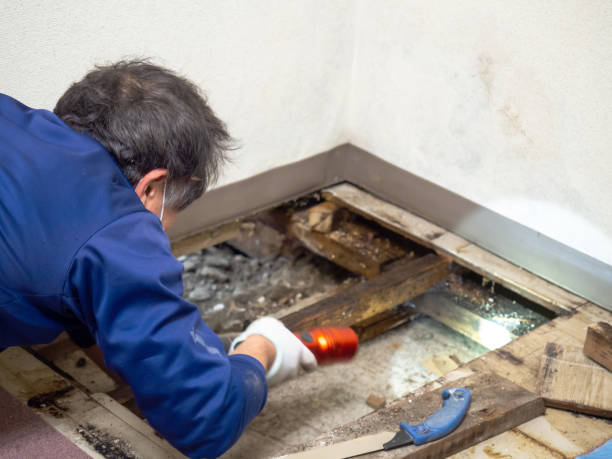 Best DIY Mold Remediation Support Services in Fellsmere, FL