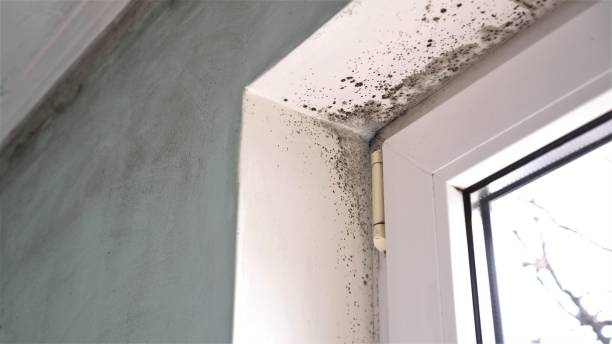Best Industrial Mold Remediation in Fellsmere, FL