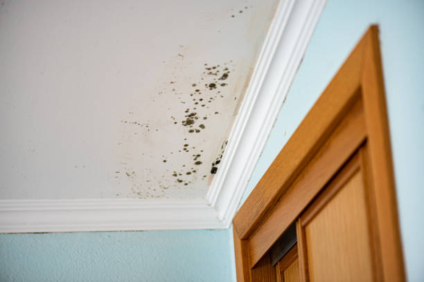 Best Attic Mold Remediation in Fellsmere, FL