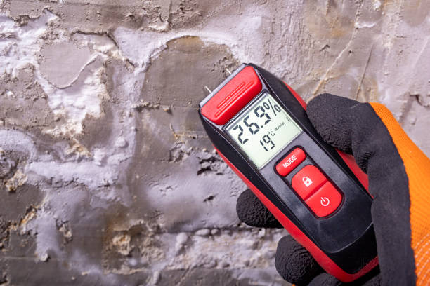 Best DIY Mold Remediation Support Services in Fellsmere, FL