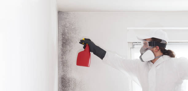 Professional Mold Remediation in Fellsmere, FL