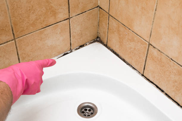 Best White Mold Remediation in Fellsmere, FL